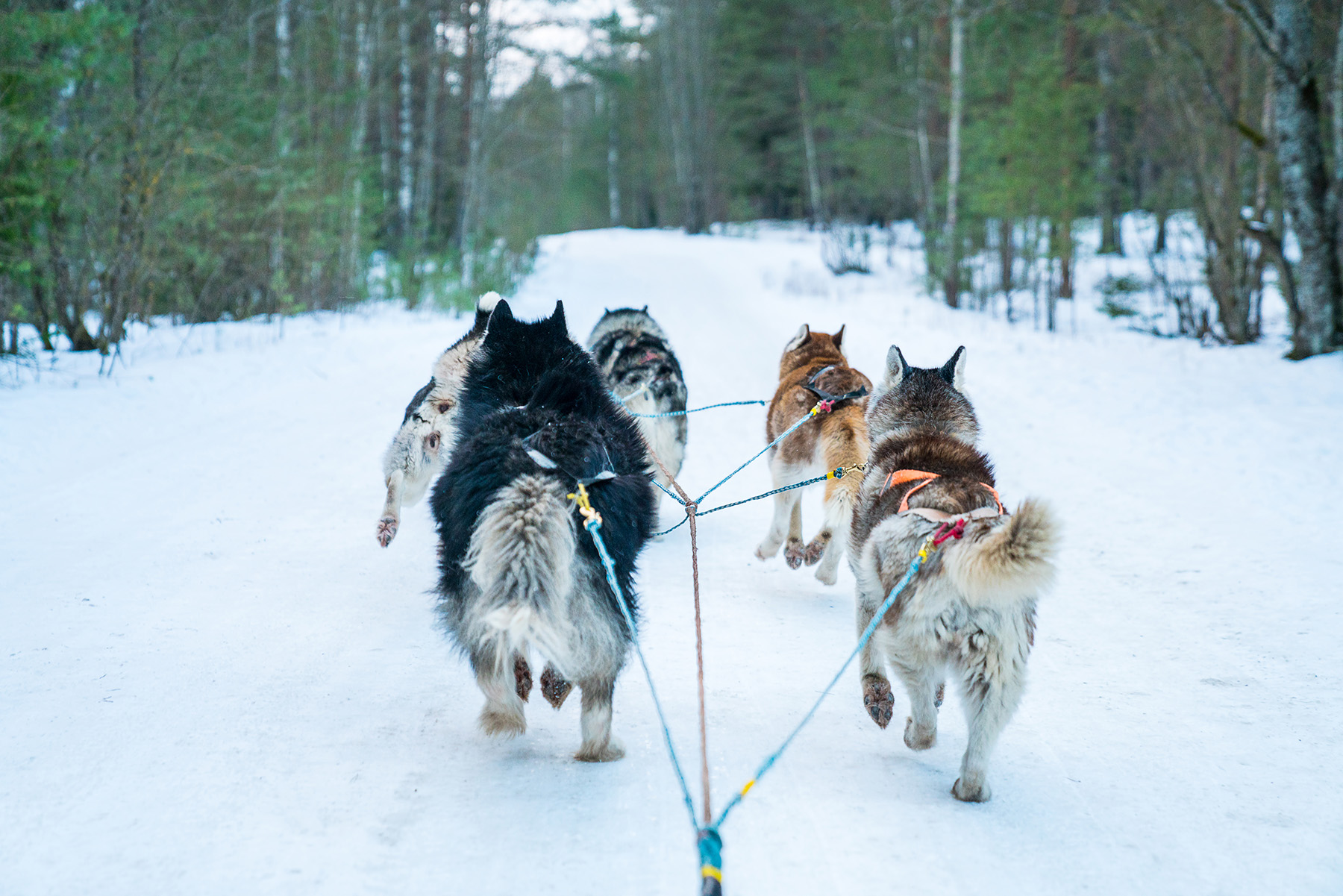 Dog Sledding - Androscoggin Valley Chamber of Commerce